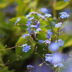 Plant van de maand mei