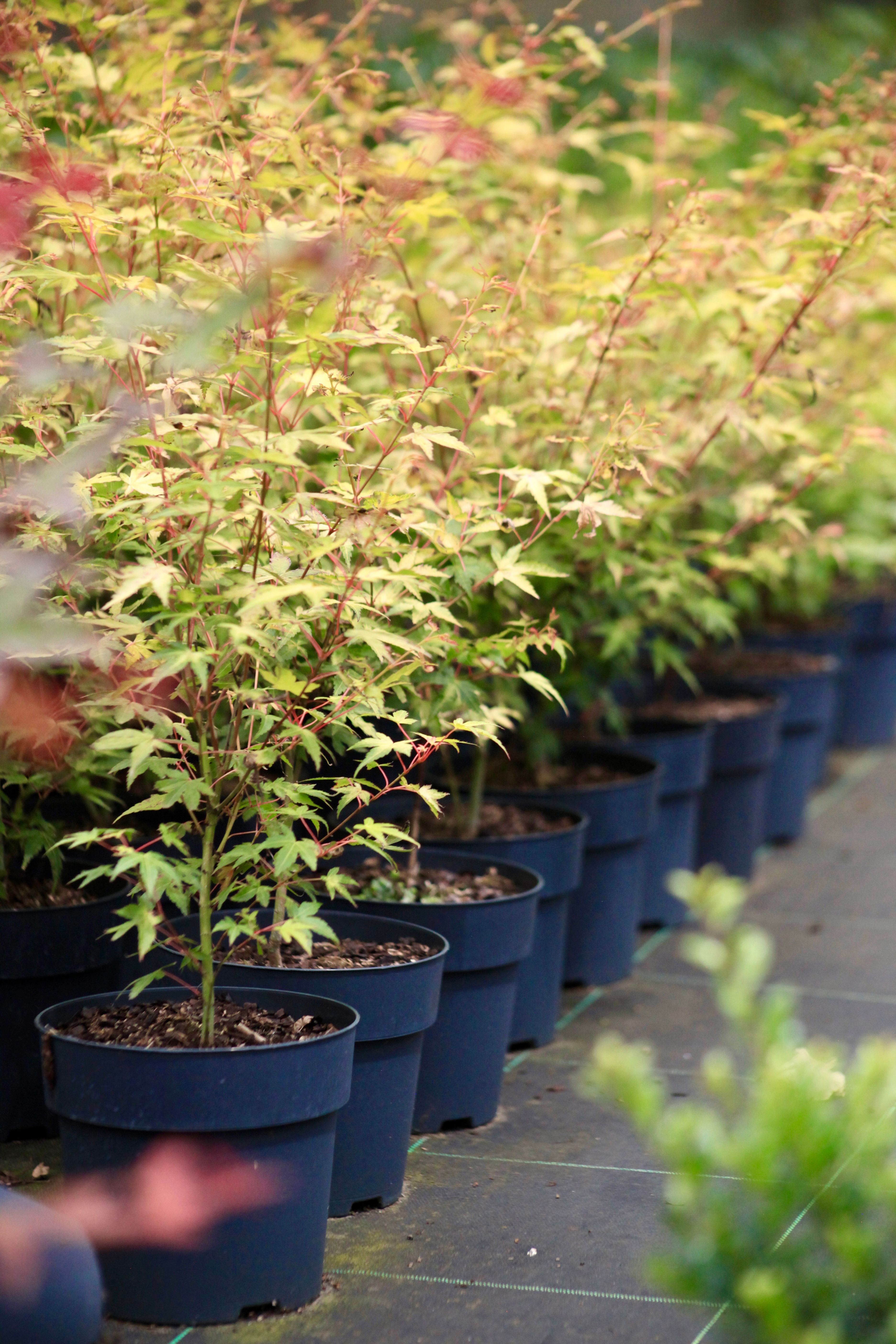 Acer palmatum 'Katsura'