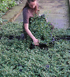 Aarts Tuinplanten Bodembedekkers (12).jpeg