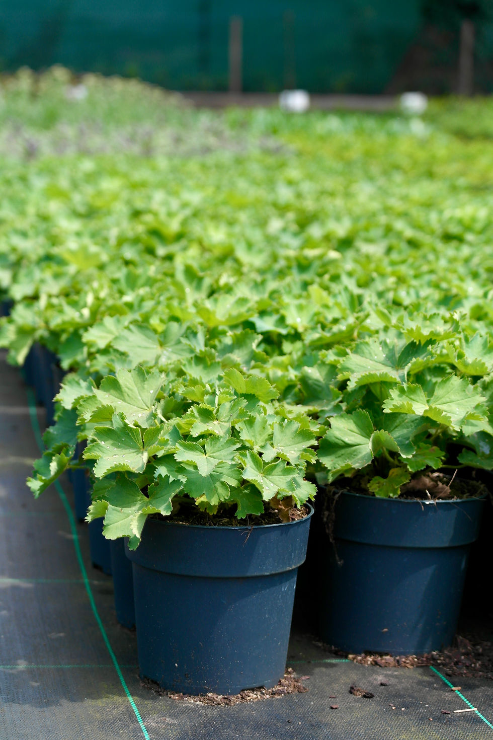 Alchemilla mollis