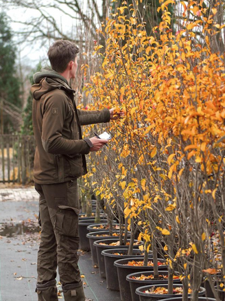 Heester Aarts Tuinplanten Asten