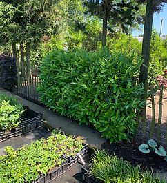 Aarts Tuinplanten hagen (17).jpeg