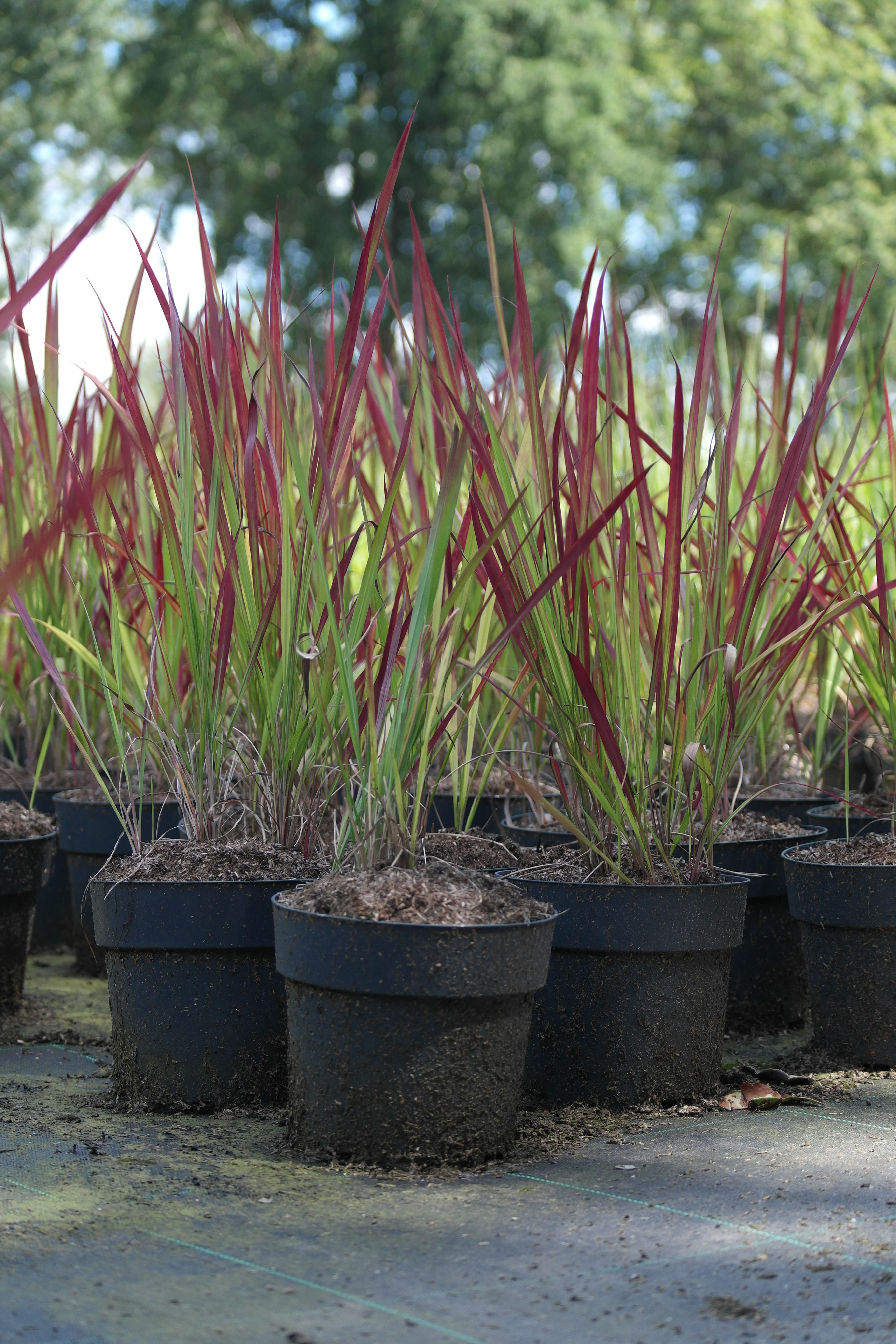 Imperata cylindrica 'Red Baron'