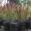 Thumbnail: Imperata cylindrica 'Red Baron'