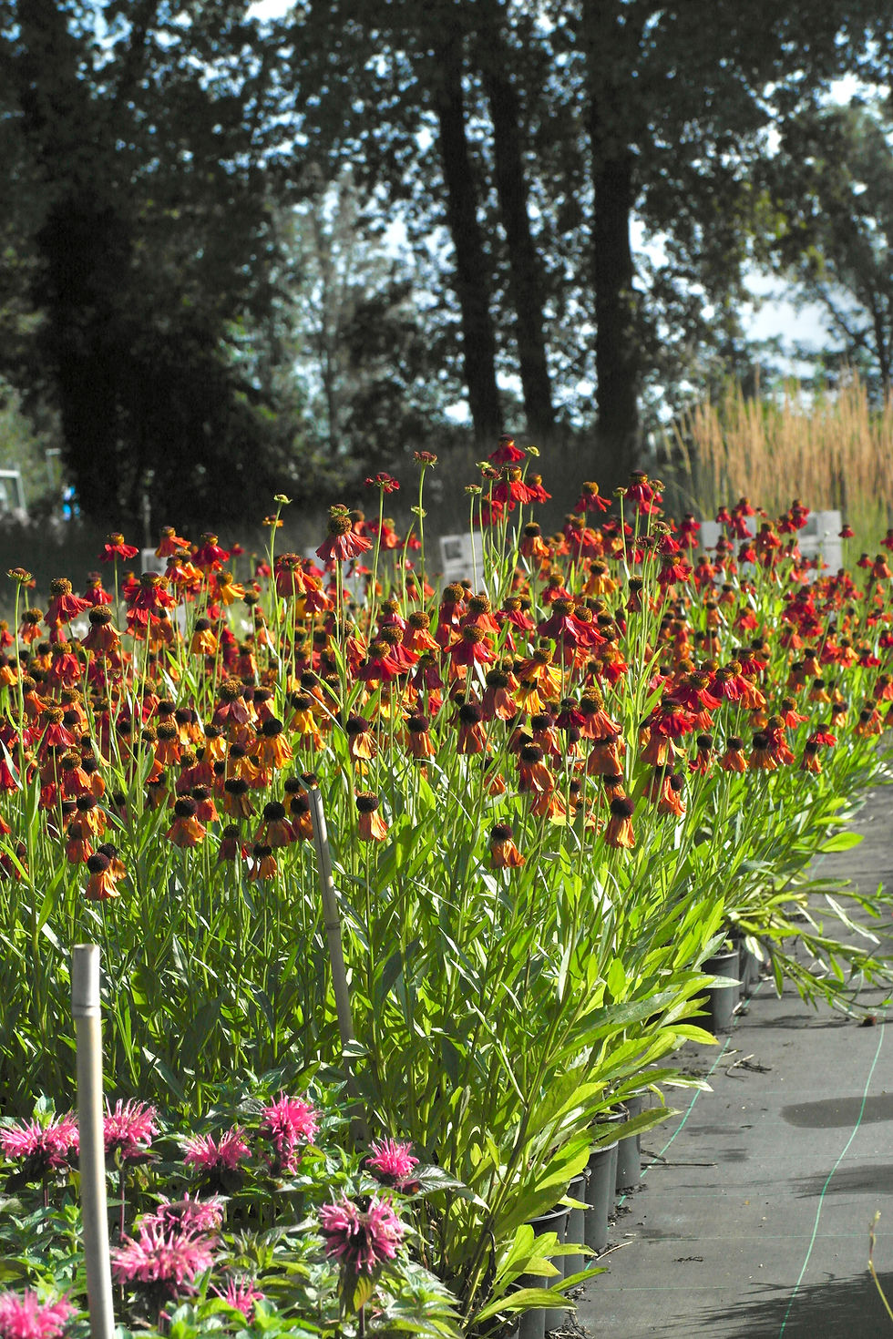 Helenium 'Moerheim Beauty'