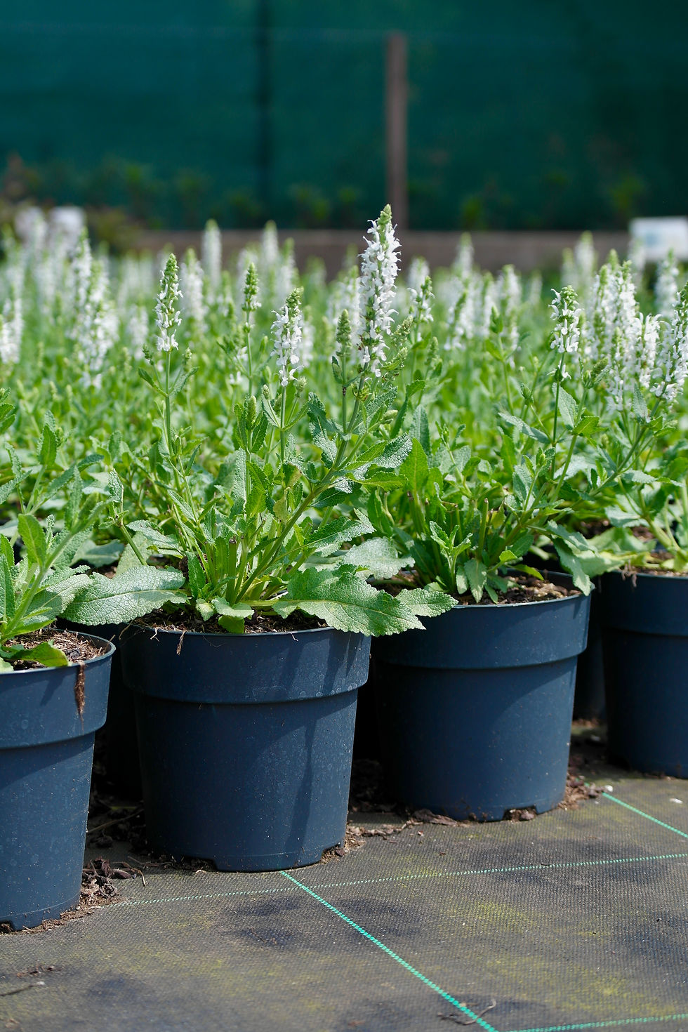 Salvia nemorosa 'Schneehügel'