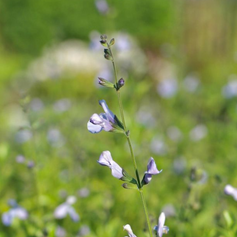 Lang bloeiende plant 