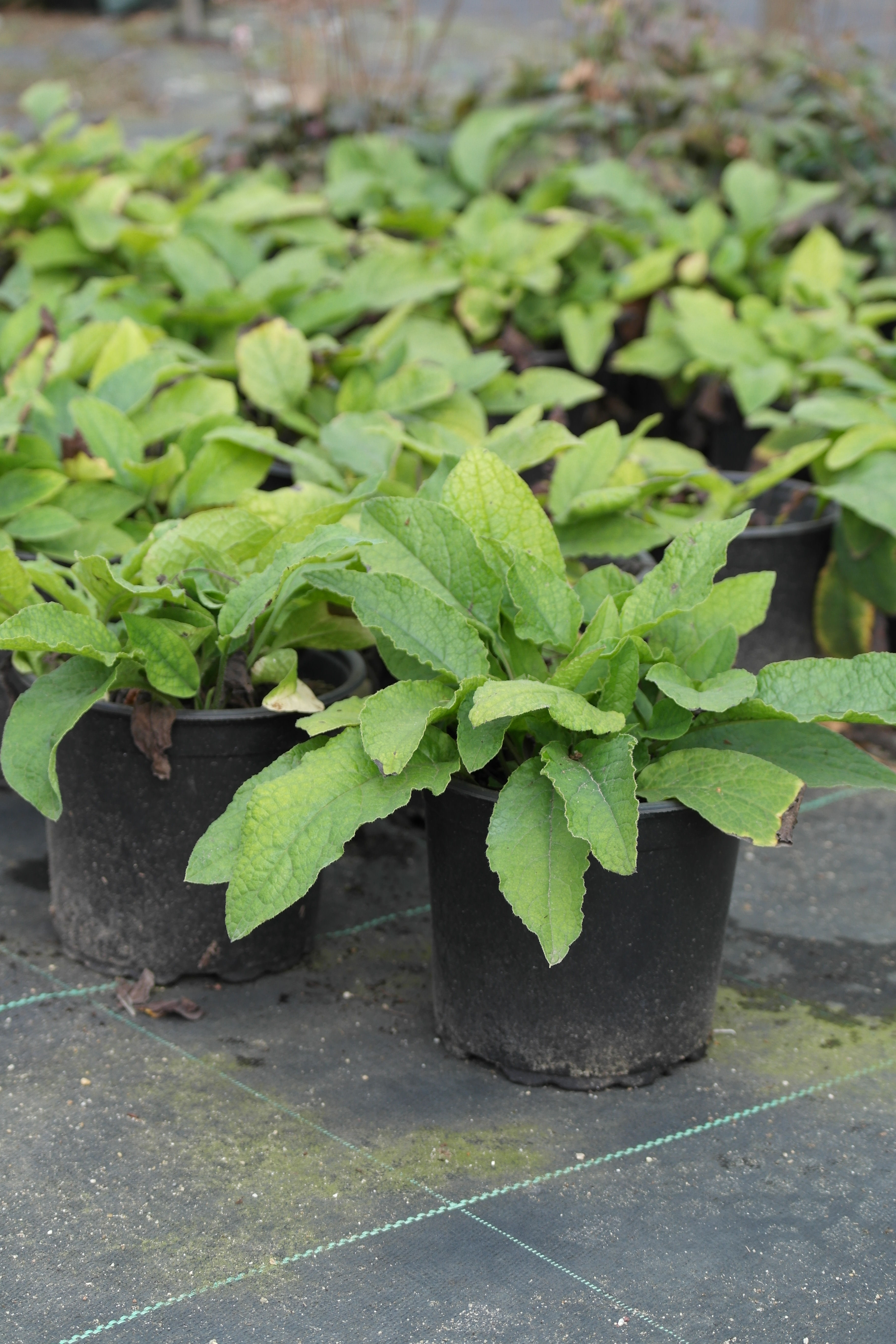 Symphytum grandiflorum