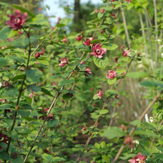 Calycanthus ×raulstonii 'Hartlage Wine'