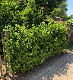 Aarts Tuinplanten hagen (12).jpeg