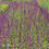 Thumbnail: Salvia nemorosa 'Caradonna'