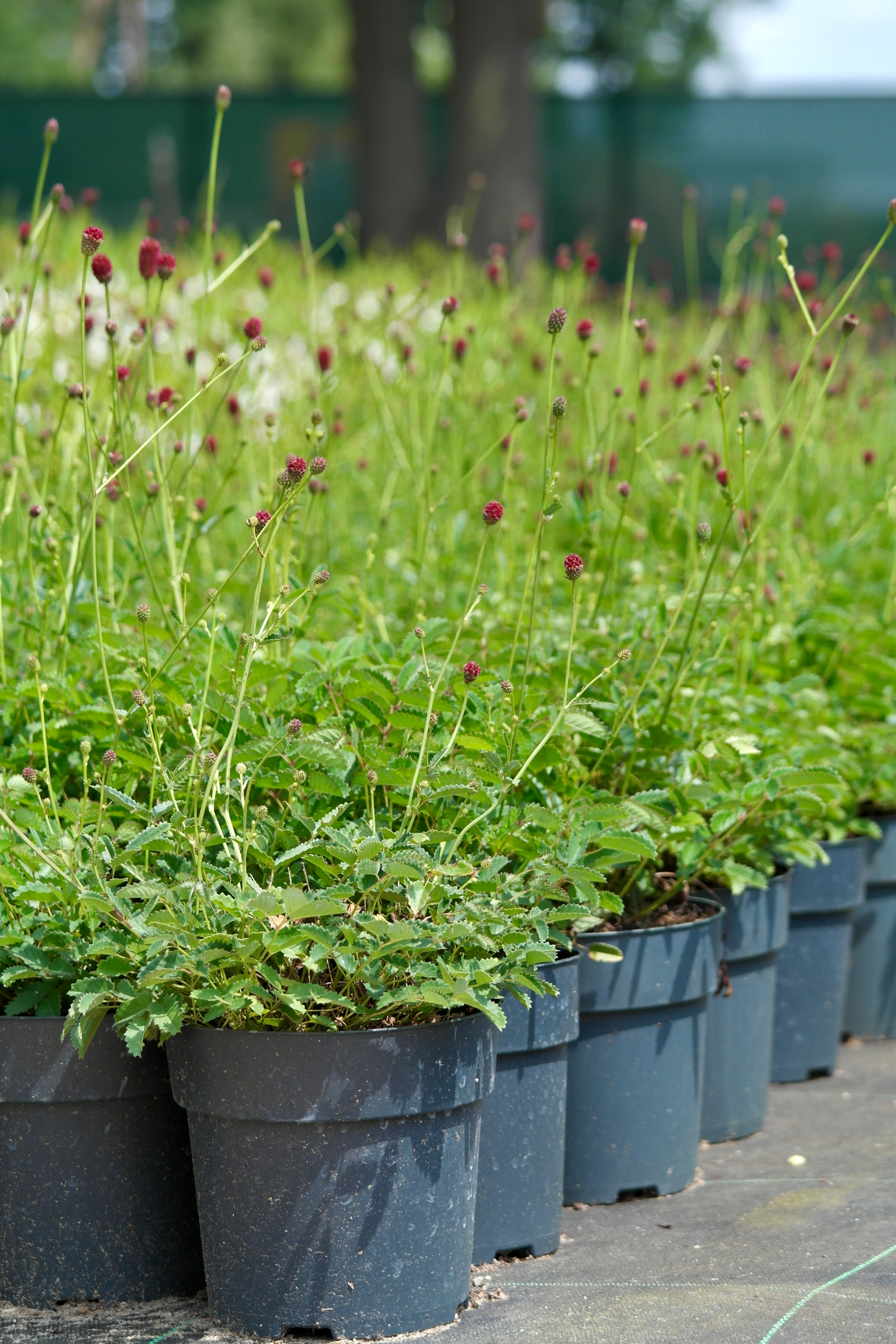 Sanguisorba officinalis 'Tanna'