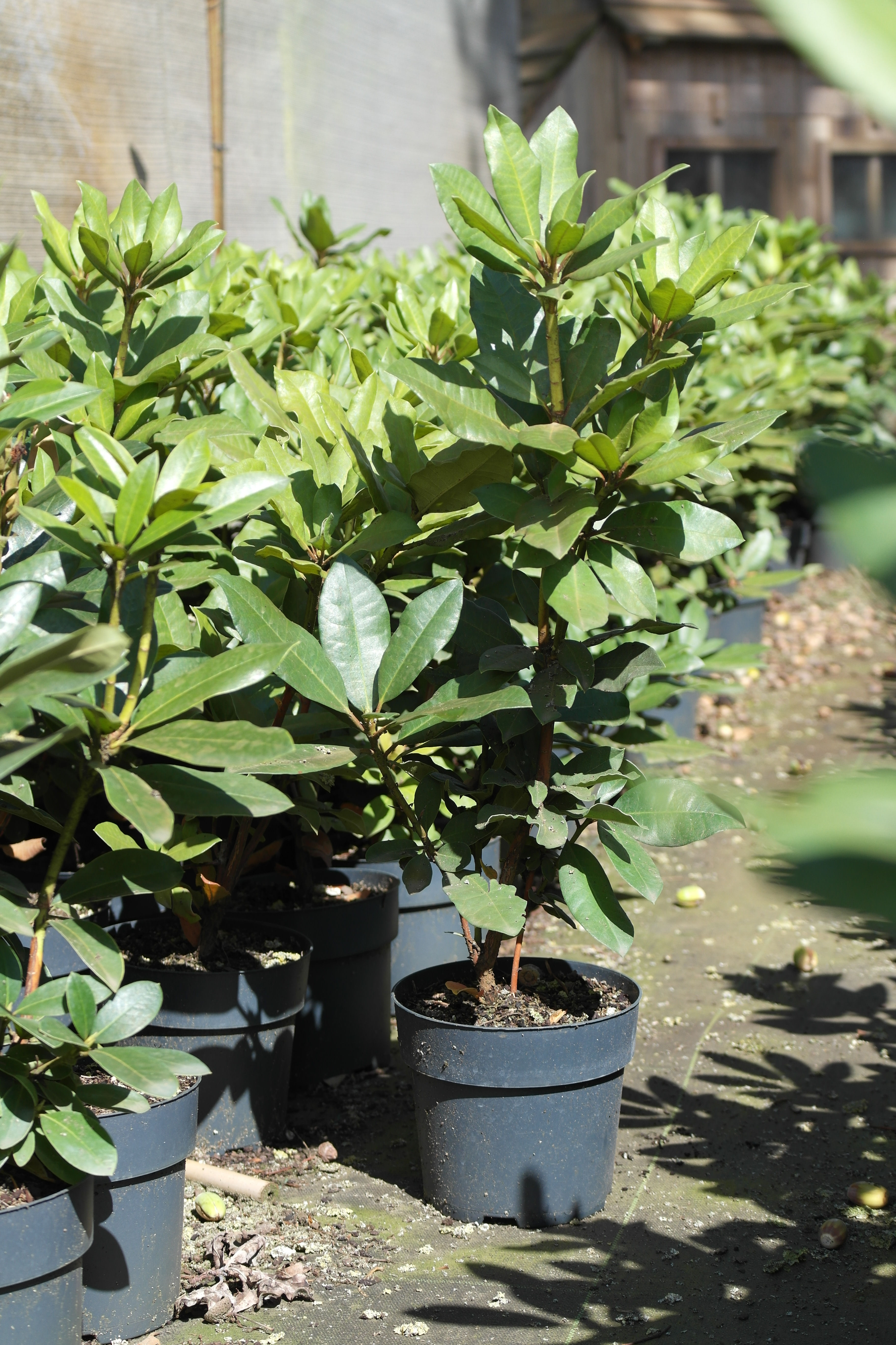 Rhododendron 'Lord Roberts'