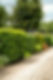 Hagen Aarts Tuinplanten (4).jpeg