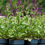 Thumbnail: Salvia nemorosa 'Caradonna'