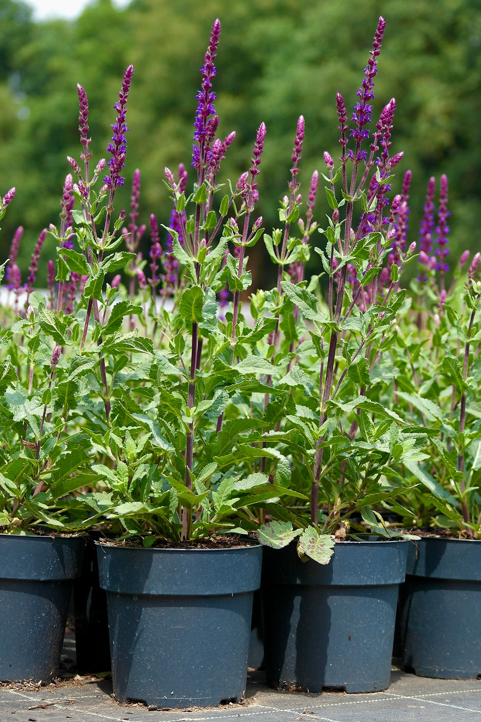 Salvia nemorosa 'Caradonna'