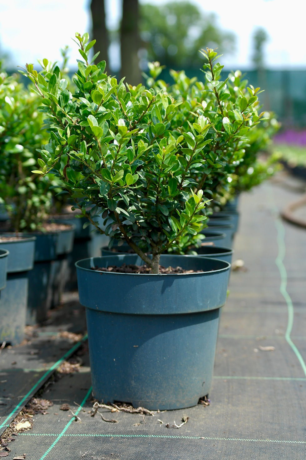 Ilex crenata 'Caroline Upright'
