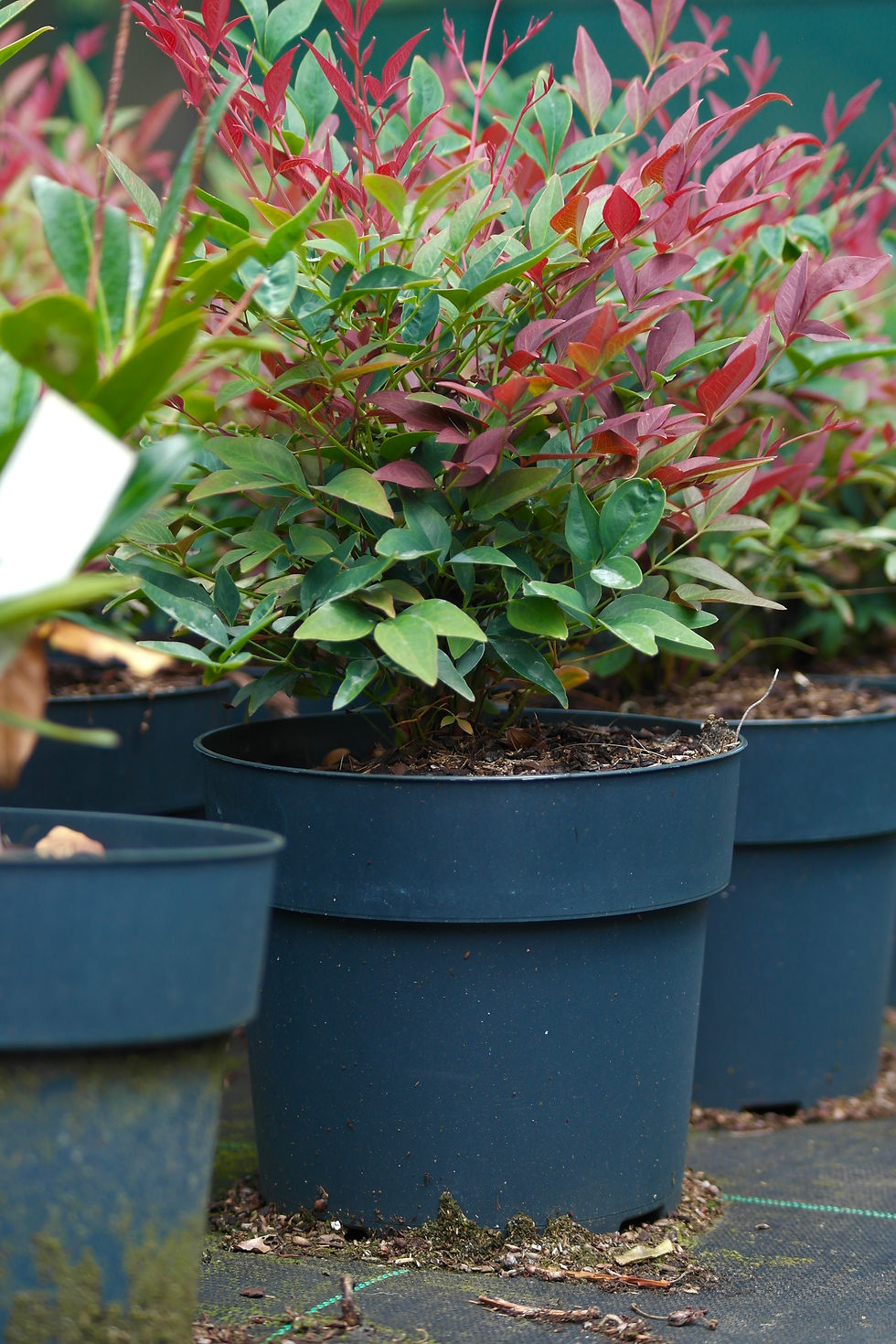 Nandina domestica 'Obsessed'