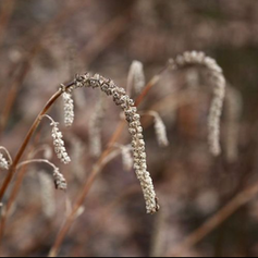 De Rostrinucula dependens 