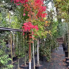 Acer rubrum Red Sunset