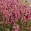 Thumbnail: Agastache 'Red Fortune'
