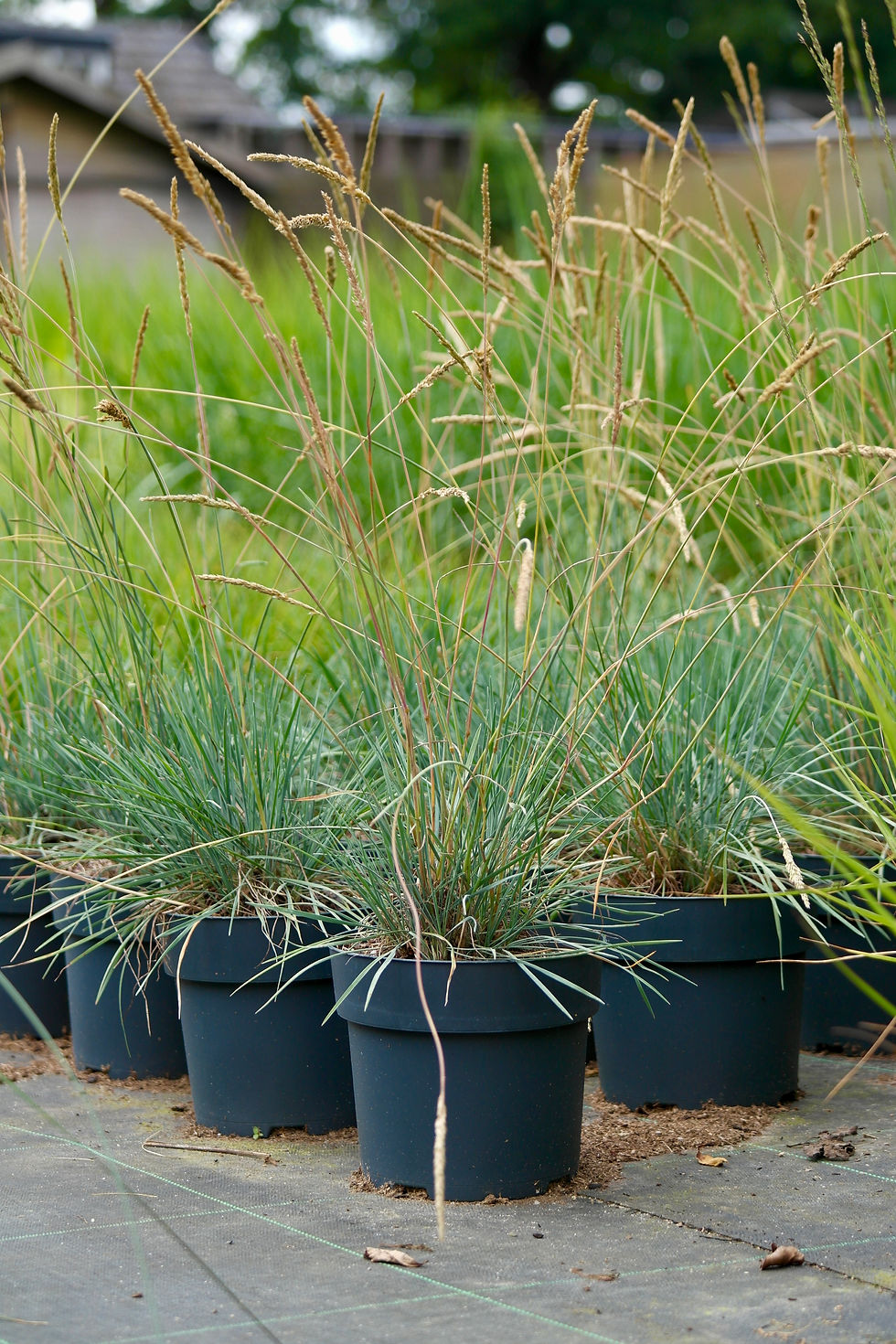Koeleria glauca