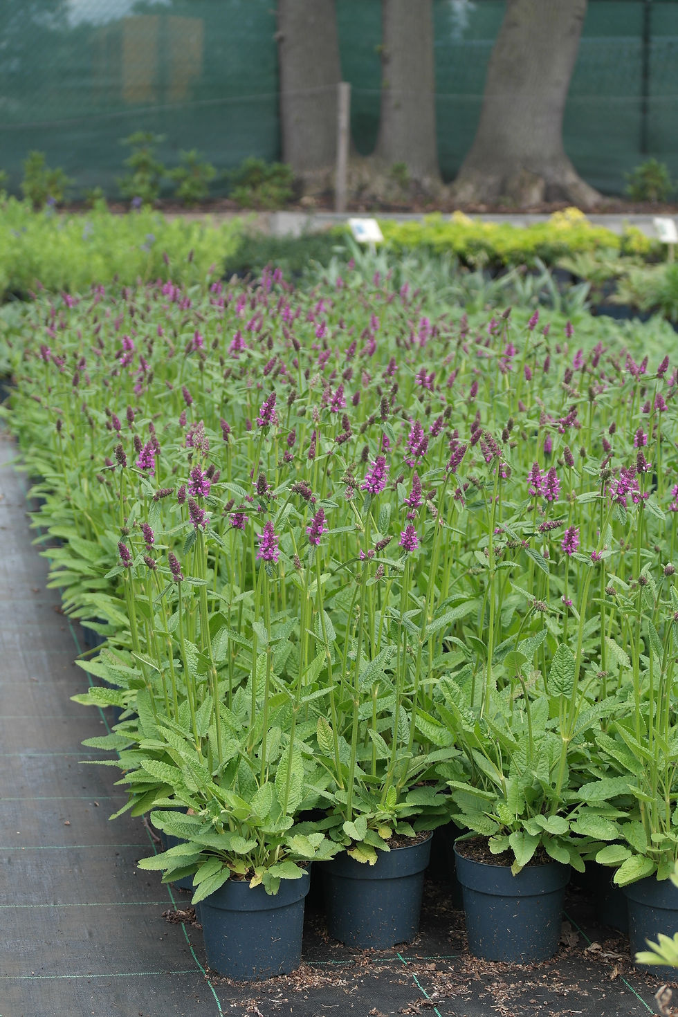 Thumbnail: Stachys monieri 'Hummelo'