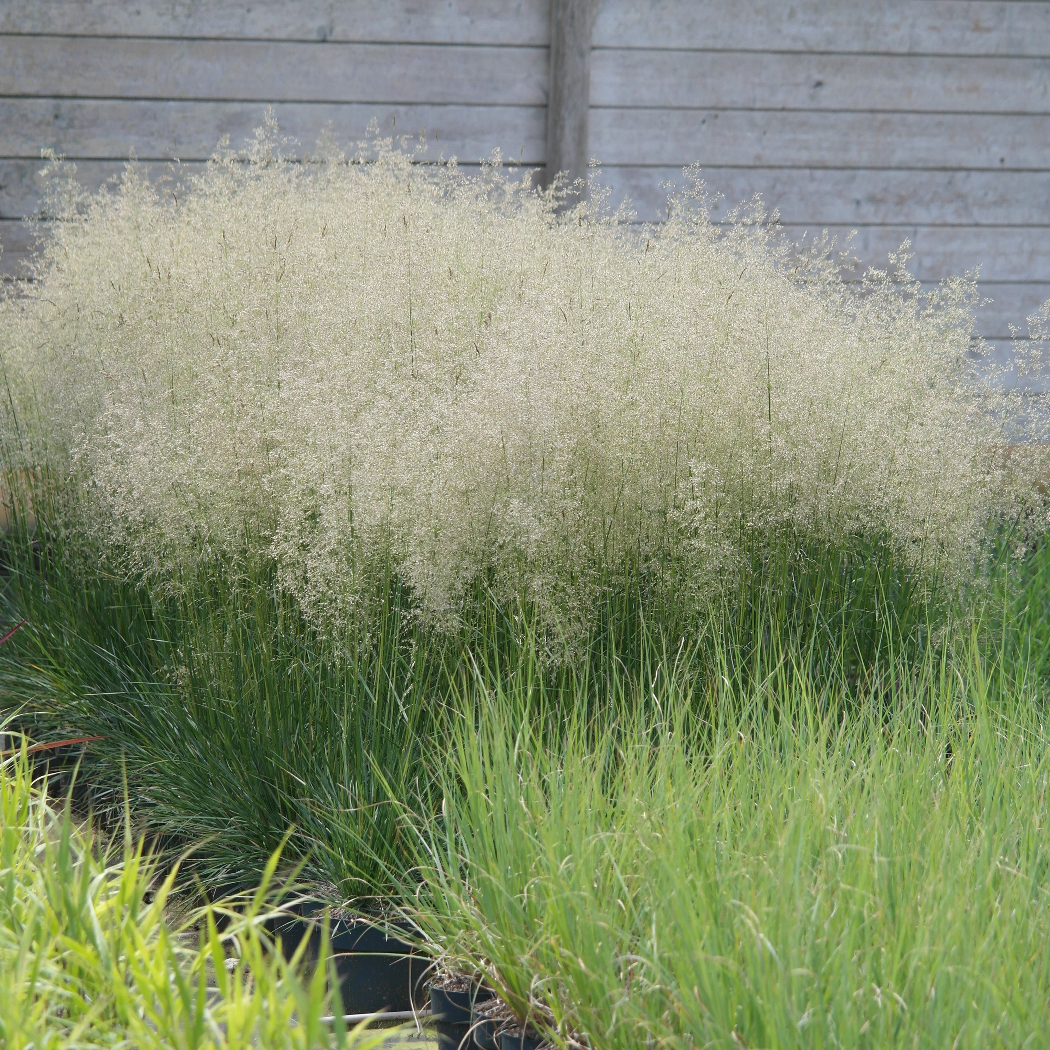 Deschampsia cespitosa 'Palava'