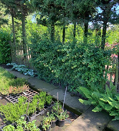 Aarts Tuinplanten hagen (16).jpeg