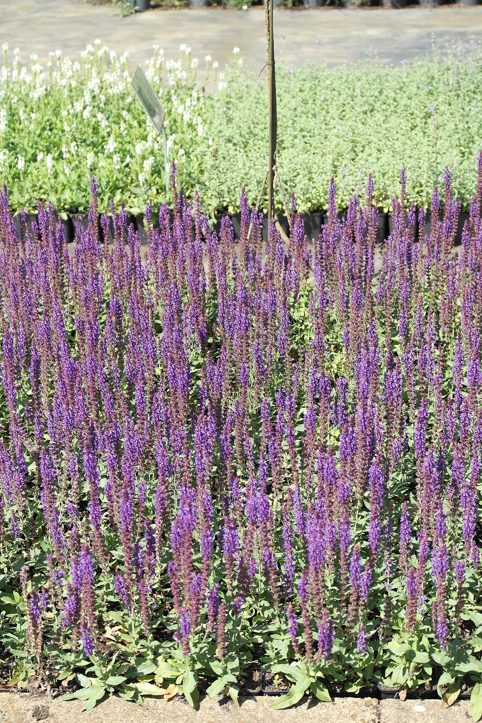Thumbnail: Salvia nemorosa 'Ostfriesland'
