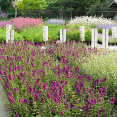 Zomerse sfeer in Asten 