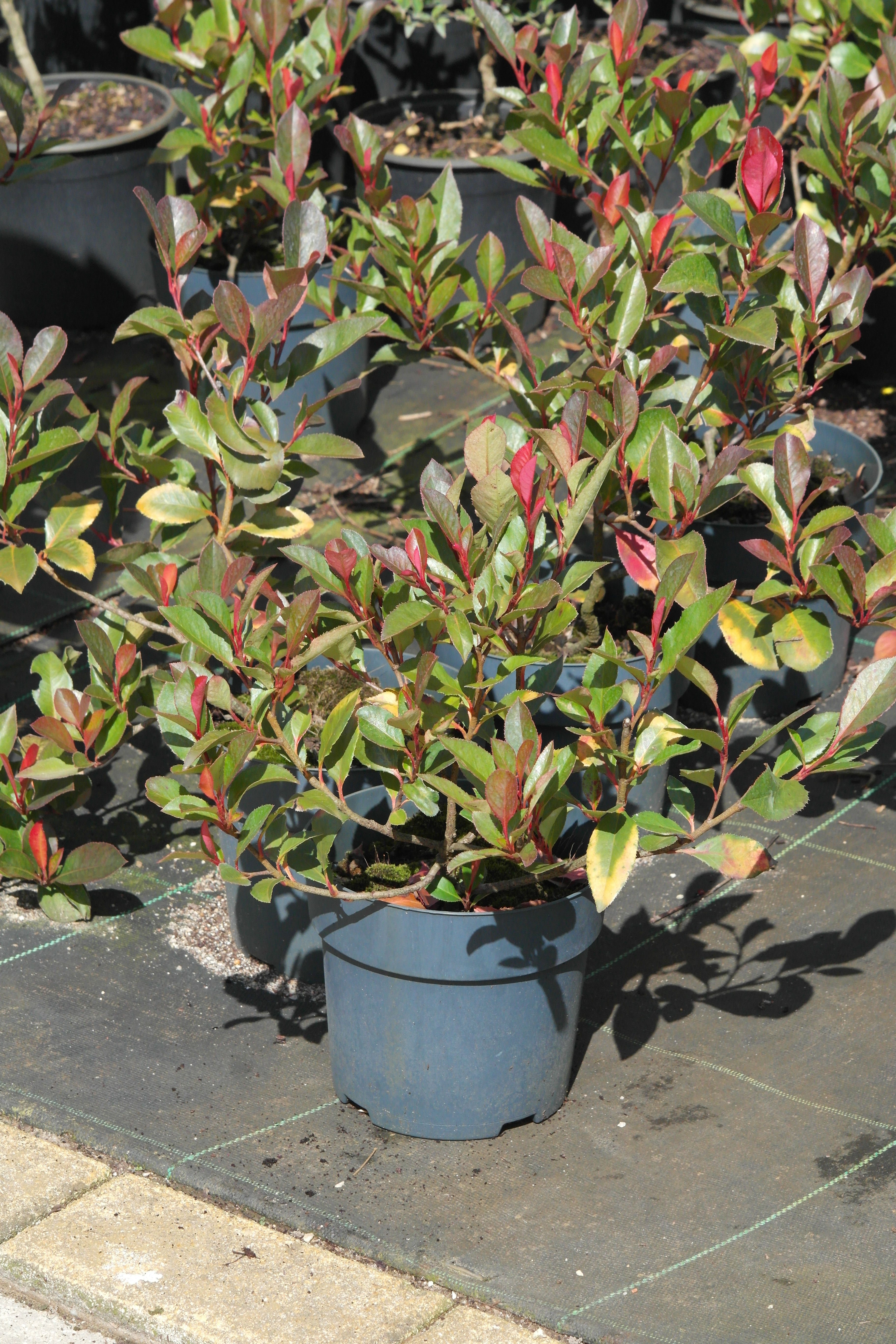 Photinia fraseri 'Little Red Robin'