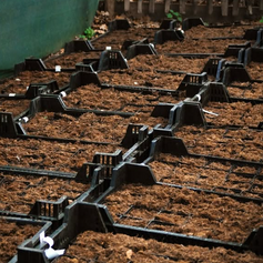 Bloembollen bij Aarts Tuinplanten