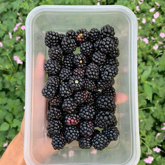 Lekker en gezond uit eigen tuin