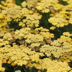 Welke Achillea heeft jullie voorkeur?