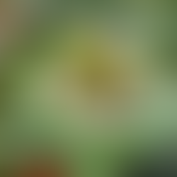 Ontdek de Helleborus orientalis: Plant van de maand maart! 