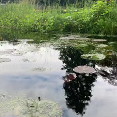 Wisten jullie al dat wij op de kwekerij ook een vijver hebben? 