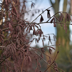 Corylus Red Ghost 