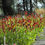 Thumbnail: Helenium 'Moerheim Beauty'
