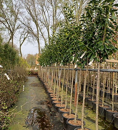 Aarts Tuinplanten Asten bomen (2).jpeg