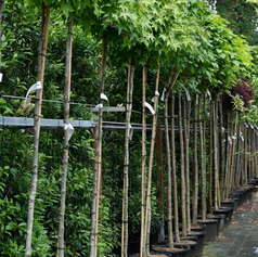 Bolboom Liquidambar Gum Ball