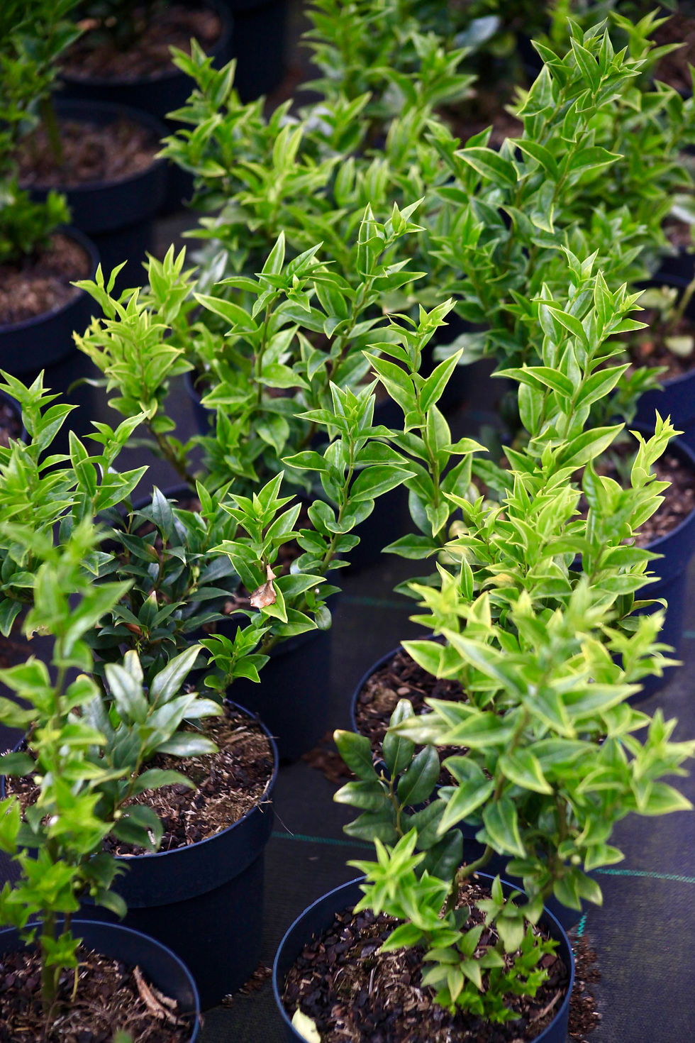 Thumbnail: Sarcococca hookeriana 'Humilis'