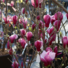 Plant van de maand April 