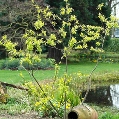 Wilgenstruik Salix sachalinensis 'Golden Sunshine'