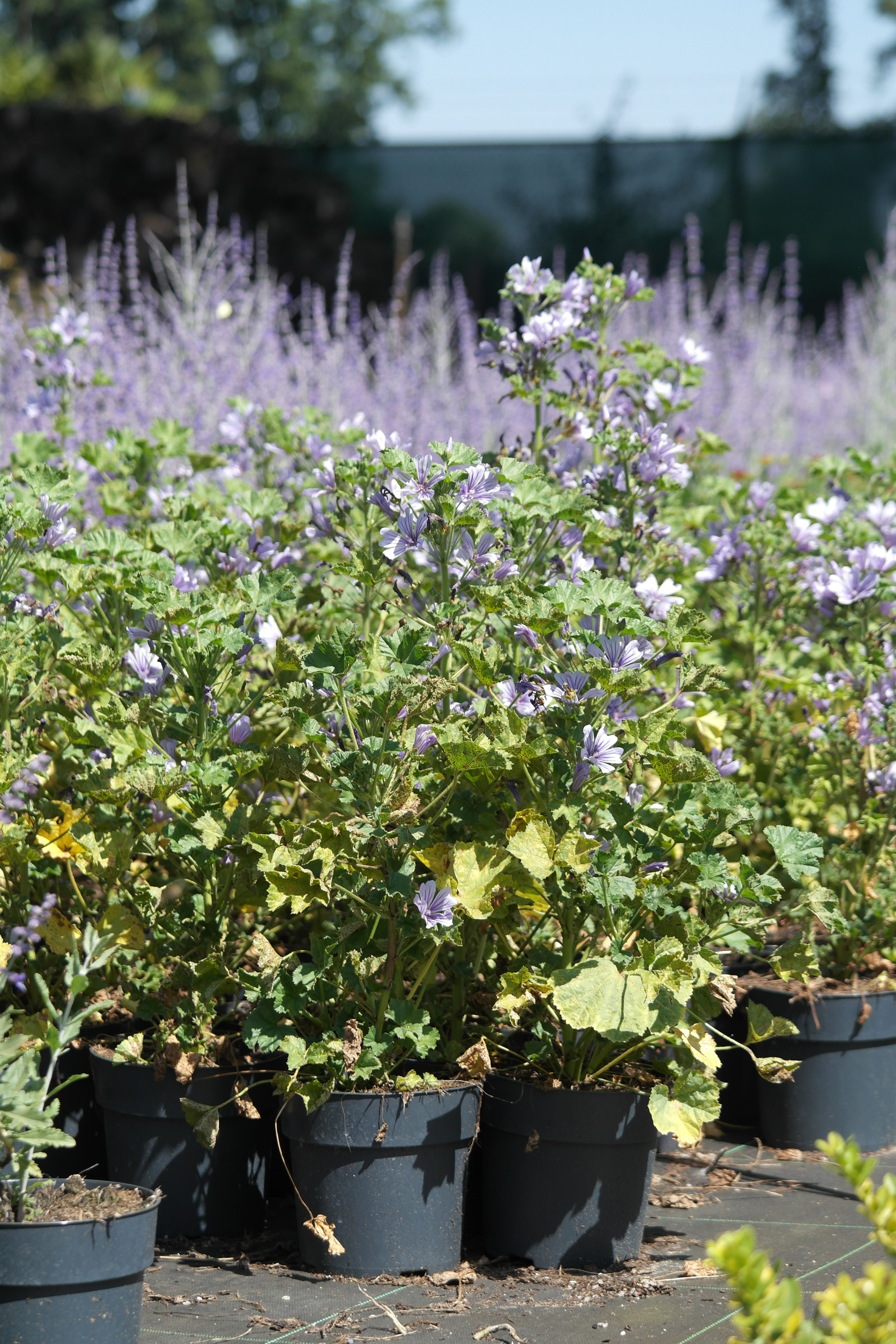 Malva sylvestris 'Blue Fountain'