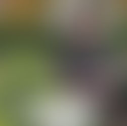 Mahonia Soft Caress.