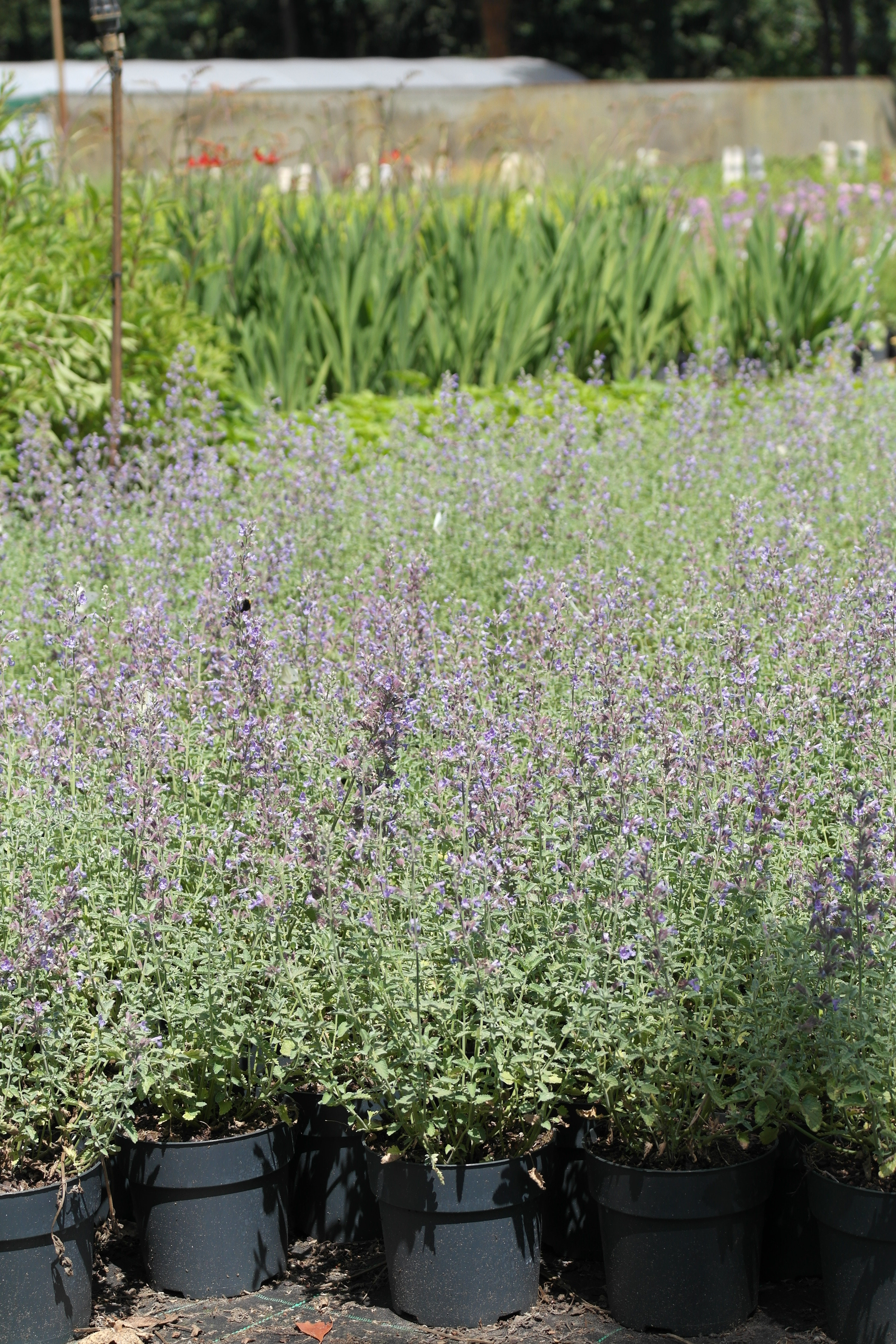 Nepeta faassenii 'Six Hills Giant'