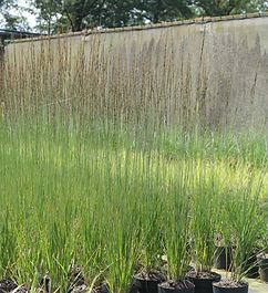 Aarts Tuinplanten siergrassen asten (33).jpeg