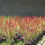Thumbnail: Imperata cylindrica 'Red Baron'