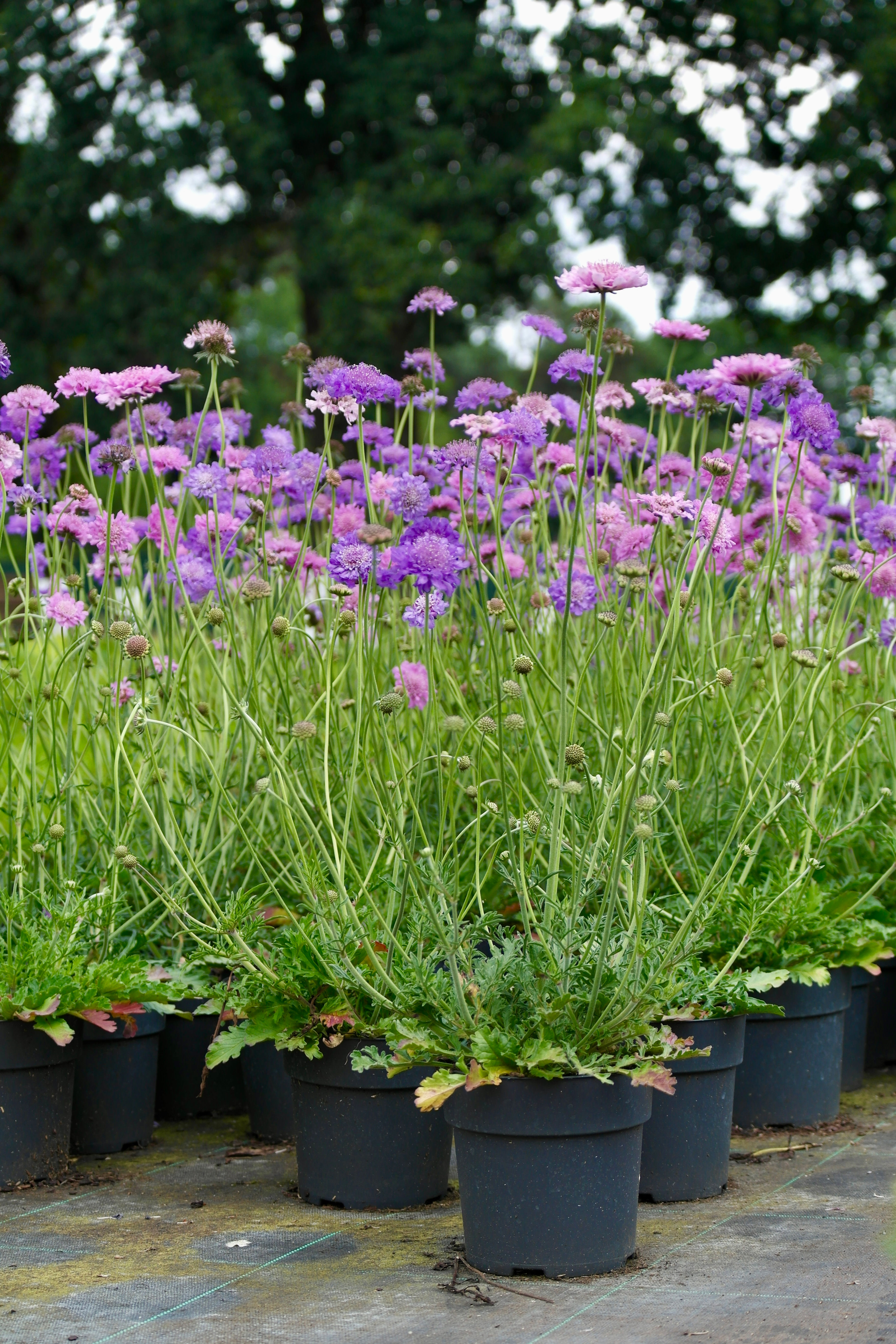 Scabiosa colombaria 'Butterfly Blue'